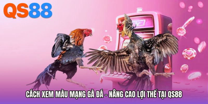 Cách Xem Màu Mạng Gà Đá - Nâng Cao Lợi Thế Tại QS88