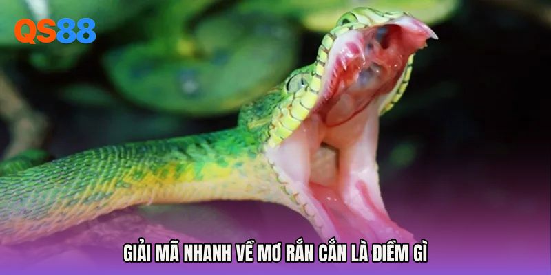 Giải mã nhanh về Mơ rắn cắn là điềm gì