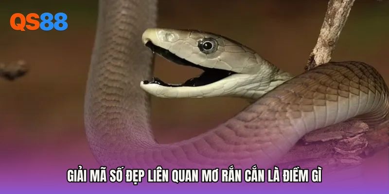 Giải mã số đẹp liên quan Mơ rắn cắn là điềm gì