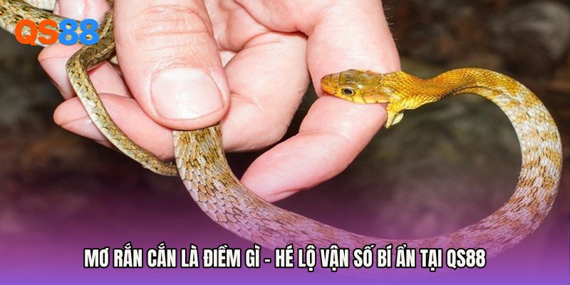 Mơ Rắn Cắn Là Điềm Gì - Hé Lộ Vận Số Bí Ẩn Tại QS88