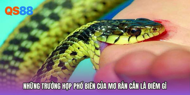 Những trường hợp phổ biến của Mơ rắn cắn là điềm gì